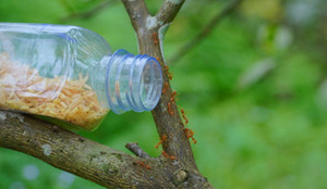 Nông dân Hà Tĩnh giăng 'thiên la địa võng' nuôi kiến vàng bảo vệ vườn cam