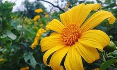 Những điểm ngắm hoa dã quỳ dọc đất nước