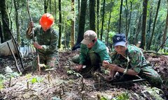 Sâm Ngọc Linh - dược liệu quý giúp nhiều gia đình ở Kon Tum thoát nghèo 