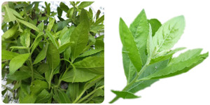 Cúc tần có tác dụng gì?