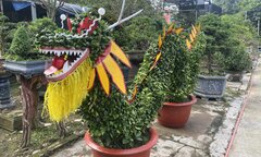Quất tạo hình rồng độc lạ đón Tết Giáp Thìn