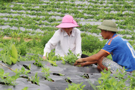 Làm sao để đưa dược liệu Việt Nam ra thế giới?