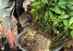 Dược liệu Việt Nam: Thực trạng và chính sách để phát triển