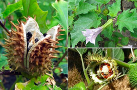 Đề xuất danh mục 28 loại dược liệu độc làm thuốc