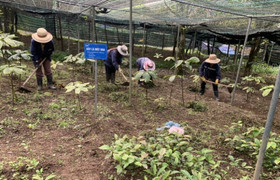 Bảo tồn nguồn dược liệu chất lượng cao gắn với phát triển rừng bền vững