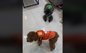 Hai 'shipper' siêu lười nhưng đáng yêu hết nấc