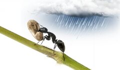 Đố bạn biết bức hình này diễn tả câu tục ngữ nào?