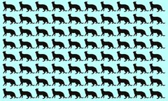 Trong 10 giây, đố bạn tìm được con mèo khác biệt nhất