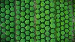 Bình Định: Tươi xanh mùa cúc Tết 'dậy thì'