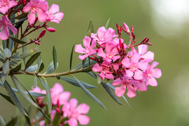 Các loại cây cảnh có độc không nên để trong nhà