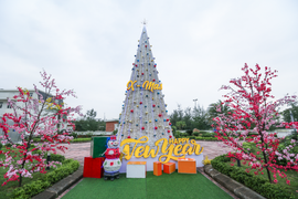 Chiêm ngưỡng cây thông Noel làm từ 100.000 vỏ sò ở Hà Tĩnh