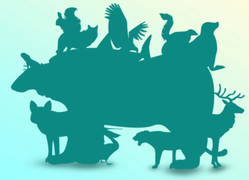 Mắt 10/10 mới nhìn ra có bao nhiêu con vật trong hình này?