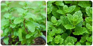 Điều gì sẽ xảy ra nếu bạn thường xuyên ăn rau húng lủi?