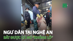 Ngư dân Nghệ An bắt được cá mú nặng gần 70 kg
