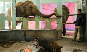 Bật máy sưởi, bình nóng lạnh giữ ấm cho động vật quý hiếm ở Vườn thú Hà Nội