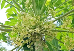 Tác dụng của hoa đu đủ đực 