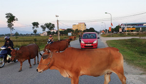 Đang lái xe đột nhiên gặp động vật, xử lý thế nào? 