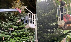 Dùng xe cẩu trang trí cây thông Noel giá 180 triệu đồng