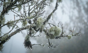 Dự báo thời tiết ngày 24/12: Miền Bắc rét đậm rét hại, có nơi dưới 2 độ C