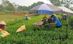 BHXH Thái Nguyên: ‘Đi từng ngõ, gõ từng nhà’ truyền thông chính sách BHXH, BHYT