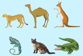 Con vật nào khác biệt so với những con còn lại?