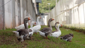 Đàn ngỗng canh gác nhà tù thay chó nghiệp vụ ở Brazil