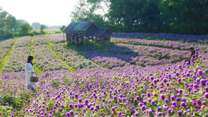 Vườn hoa bách nhật nở rộ đẹp như trời Âu thu hút giới trẻ Hà Nội