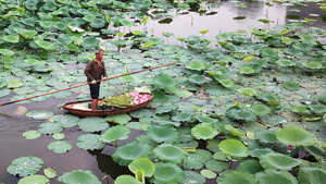 Sen Tây Hồ - Lưu giữ nét văn hóa người Hà Nội