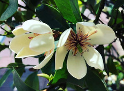 Có nên trồng hoa hàm tiếu trước nhà?