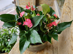 Ý nghĩa phong thủy của cây hồng môn?