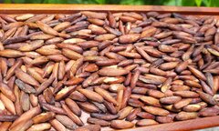 Những lợi ích bất ngờ của hạt bàng