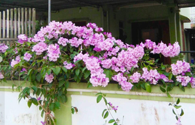 Có nên trồng hoa lan tỏi trước nhà?