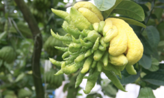 Có nên trồng cây phật thủ trước nhà?