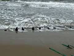 Xác tàu 'lộ thiên' ở bờ biển Quảng Nam: Có thể là ghe bầu bị chìm