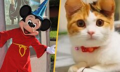 'Trend' phẫu thuật tai Mickey cho chó mèo bị chỉ trích là tàn nhẫn