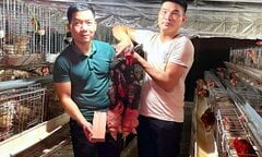Những cặp ‘chân rồng’ giá tiền triệu, có tiền chưa chắc mua được dịp Tết