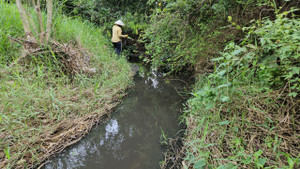 Nước thải từ trại nuôi hơn 20.000 con heo nhuộm đen suối đầu nguồn ở Phú Yên