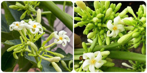 Hoa đu đủ đực tốt cho sức khoẻ nhưng 'đại kỵ' với những nhóm người này