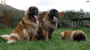 Cận cảnh giống chó 'sư tử Đức' giá hơn 10.000 USD