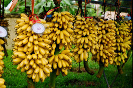 Đặc sản chuối 'tiến vua' vào mùa hốt bạc