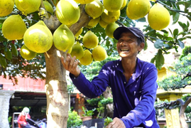 Vừa 'cập bến' TP.HCM, bưởi Diễn trưng Tết ồ ạt nhận đơn đặt hàng