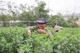 Loài hoa 'đặc biệt' giúp dân xứ Huế thu trăm triệu dịp Tết