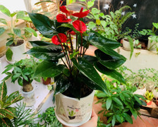 Loại cây phong thủy hút tài lộc năm Giáp Thìn 2024