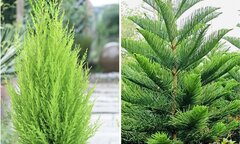 Ý nghĩa phong thủy của cây tùng
