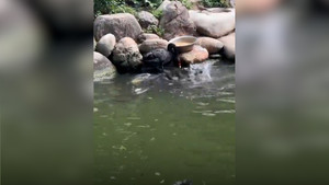 Thiên nga đen hóa 'bảo mẫu' đút thức ăn cho cá