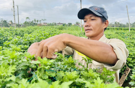 Thủ phủ hoa cúc miền Trung vào vụ Tết, nông dân bội thu