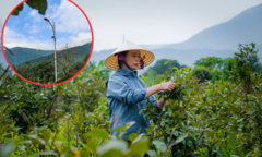 Nông dân Hà Tĩnh lắp ‘mắt thần’ bảo vệ hoa mai vụ Tết