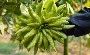 Tất bật thu hoạch, người dân trồng phật thủ ở Hà Nội bội thu