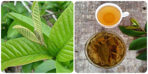 Trà lá ổi có tác dụng gì?