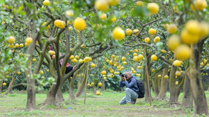 Vườn bưởi Diễn trĩu quả ở Hà Nội hút khách check-in